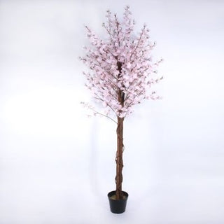 Large Pink Cherry Blossom Tree