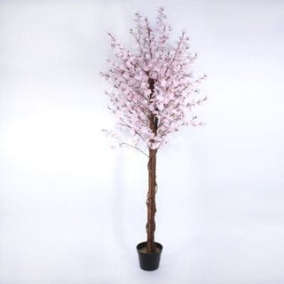 Large Pink Cherry Blossom Tree