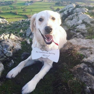 My humans are getting married Sign